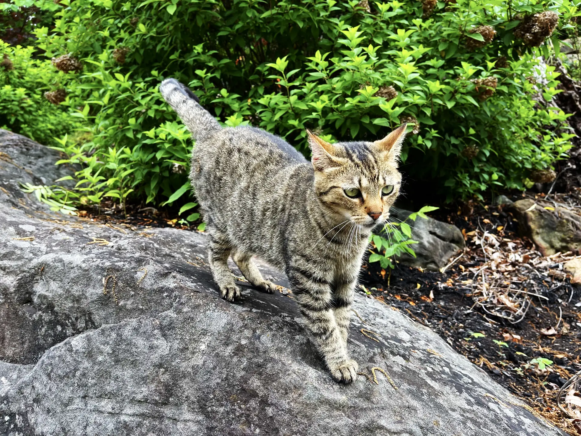 One of the resident cats of Wendover